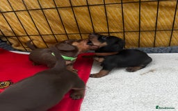 Miniature Dachshund dogs for sale: Miniature Dachshunds  - Image 15