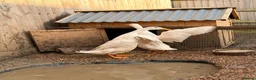 Ducks poultry for sale: White Indian Runner Duck laying pair in Huntingdon - Advert 2