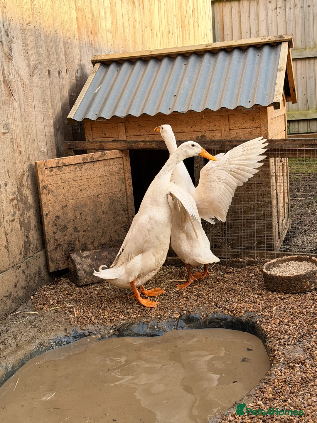 Ducks poultry for sale: White Indian Runner Duck laying pair in Huntingdon - Advert 2