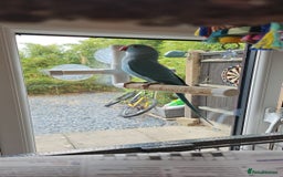 Ringnecks birds for sale: 6 month blue ring neck for rehome  - Image 3