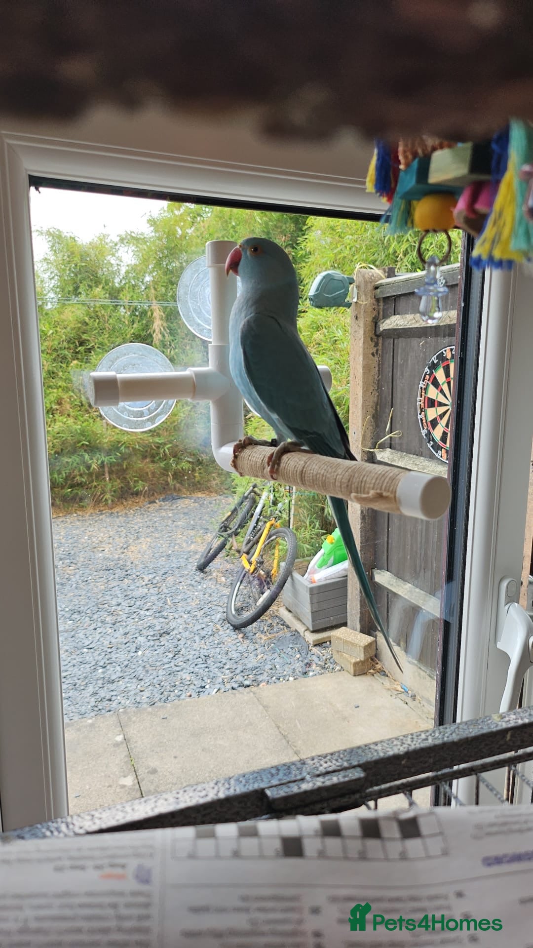 Ringnecks birds for sale: 6 month blue ring neck for rehome  - Image 3