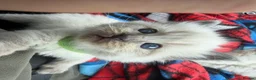 Ragdoll cats for sale: 5 Ragdoll kittens - Advert 16