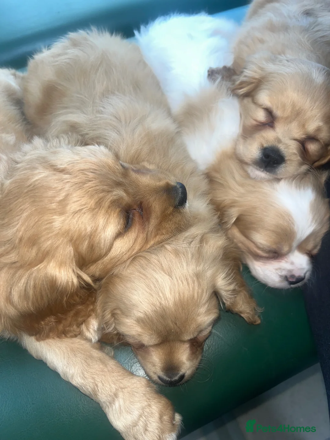 Cavapoo dogs for sale: Adorable cavapoo puppies for sale  - Advert 15