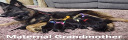 German Shepherd dogs for sale: Rare All-Black GSD Girls - Parents Owned & Present - Advert 3