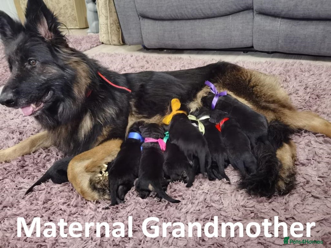 German Shepherd dogs for sale: Rare All-Black GSD Girls - Parents Owned & Present - Advert 3