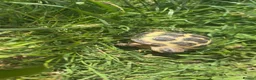 Tortoise reptiles for sale: Horse field tortoise in Kirkcaldy - Advert 2