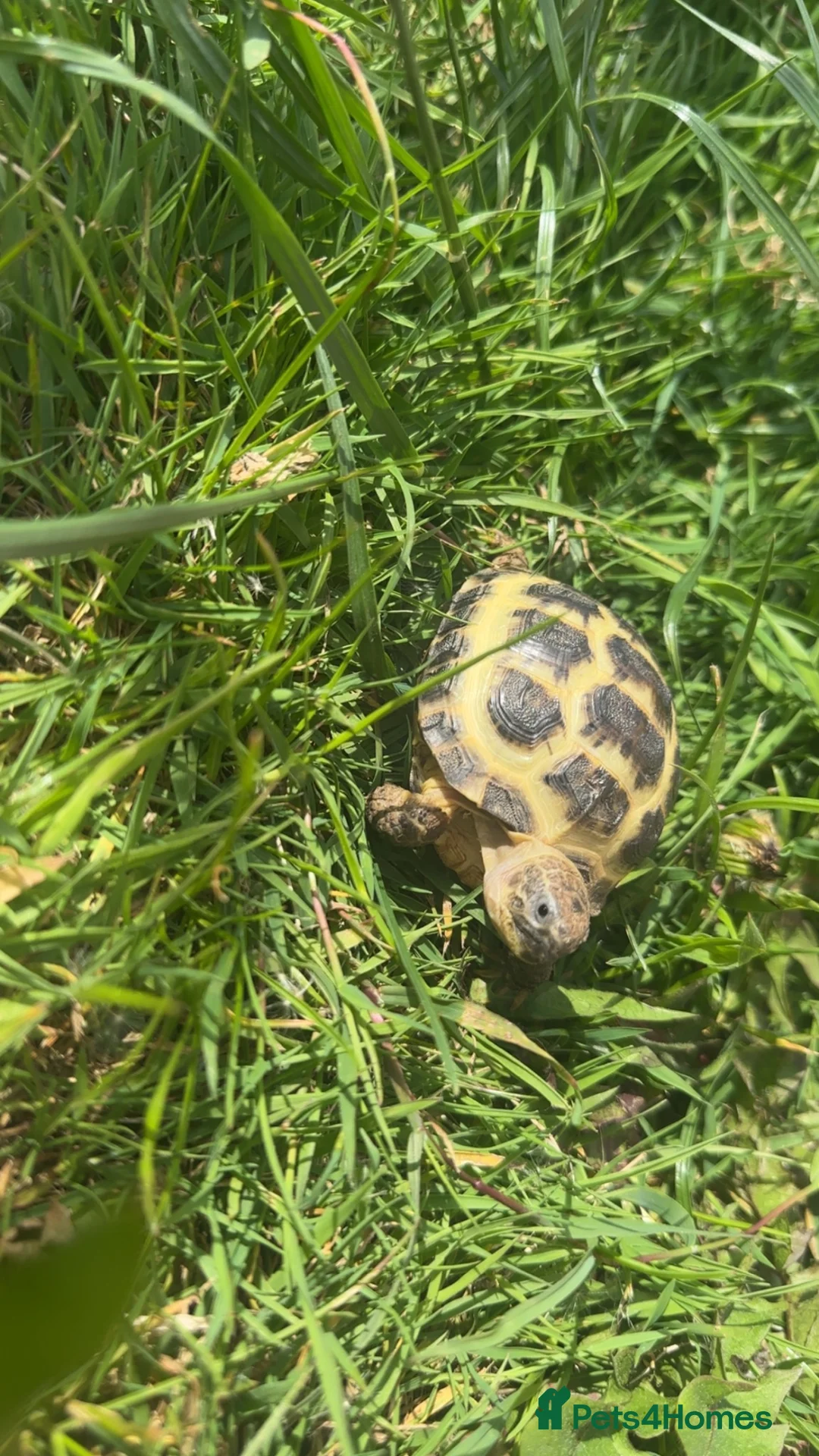 Tortoise reptiles for sale: Horse field tortoise in Kirkcaldy - Advert 2