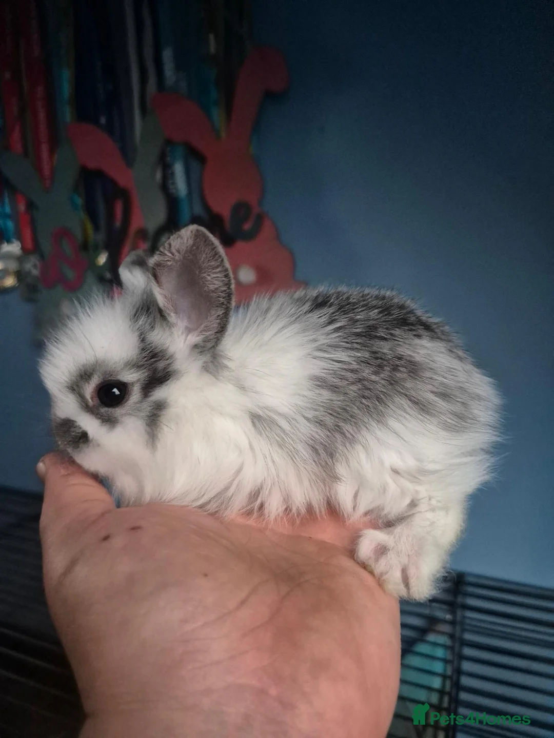 Lionhead rabbits for sale: Lionhead cross babies - Advert 1