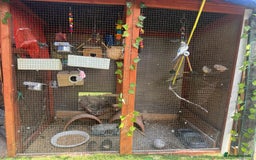 Budgerigars birds for sale: Budgie - Image 12