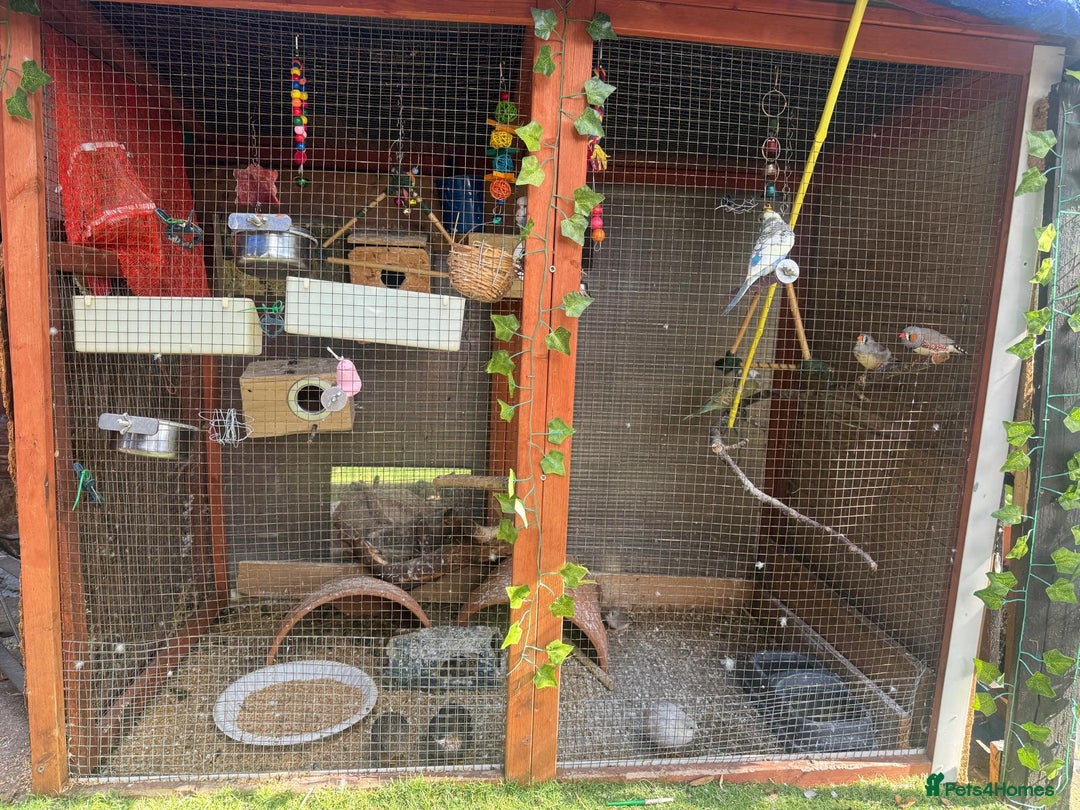 Budgerigars birds for sale: Budgie - Image 12