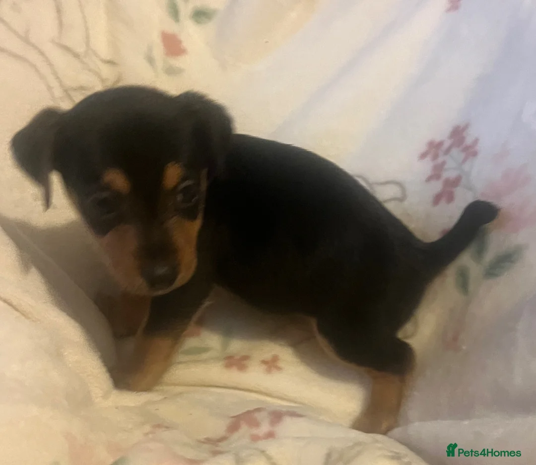 Jack Russell dogs for sale: Miniature rare natural bobtailed jack Russells - Advert 17