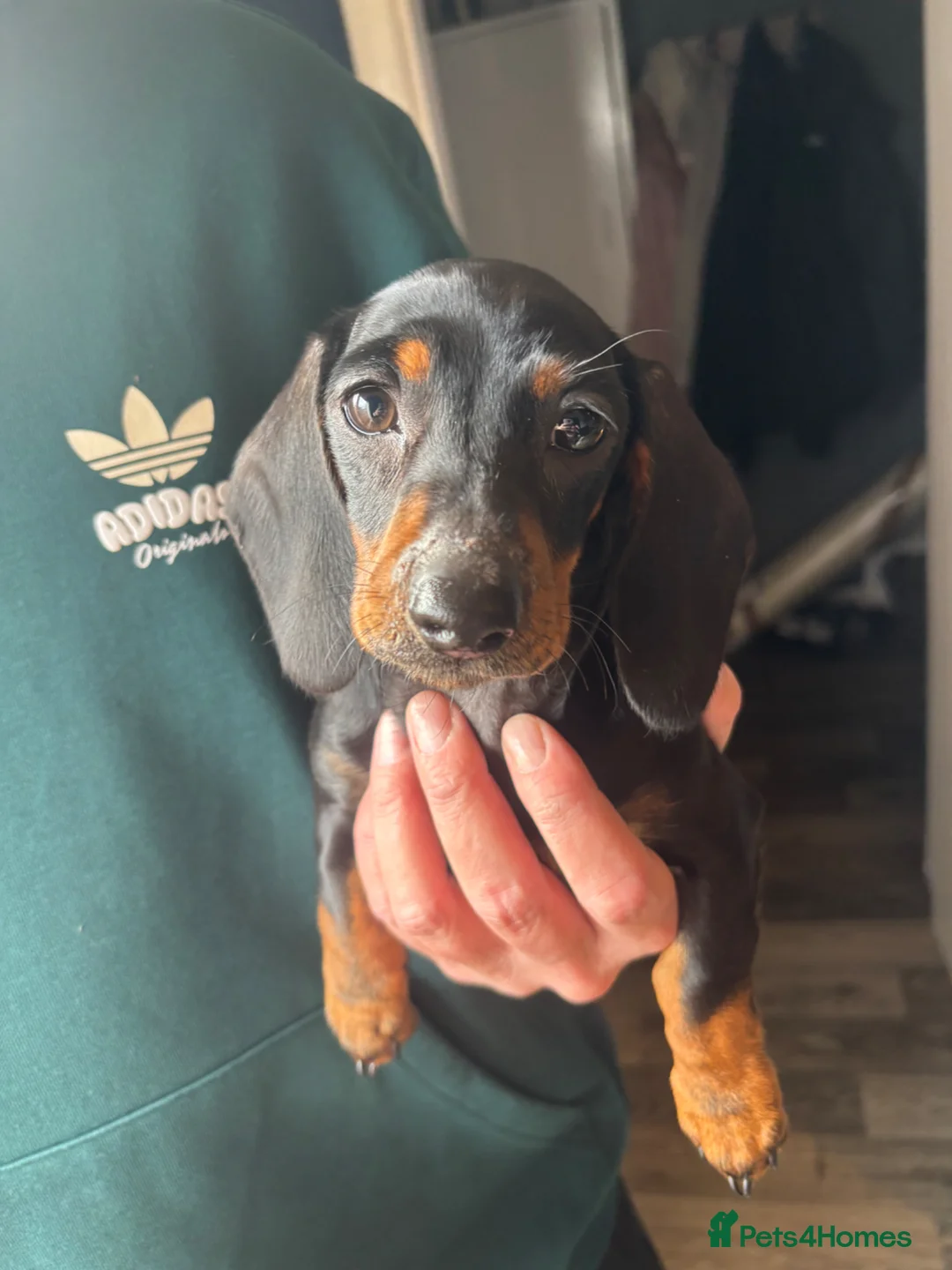 Miniature Dachshund dogs for sale: Mini smooth haired dachshund girl  in Dundee - Advert 2