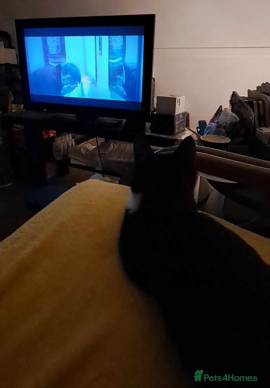 Mixed Breed cats for sale: Sweetest kitten with green eyes needs a home. - Advert 11