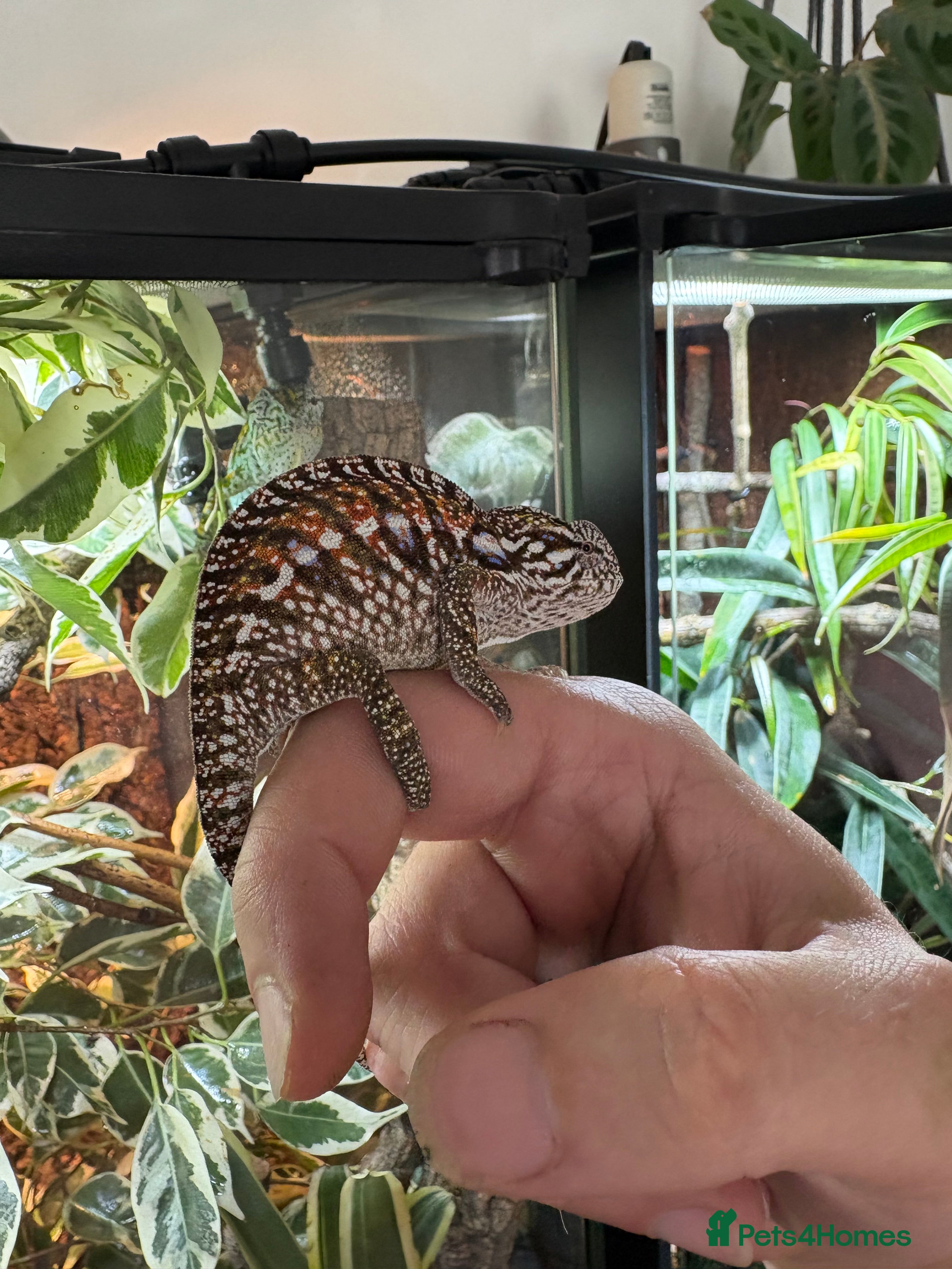 Chameleon reptiles Carpet Chameleons (Furcifer Lateralis) - Advert 1