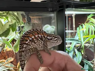 Chameleon reptiles Carpet Chameleons (Furcifer Lateralis) - Advert 1