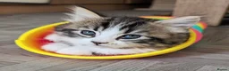 Mixed Breed cats for sale: Beautiful BSHxPersian kittens - Advert 14