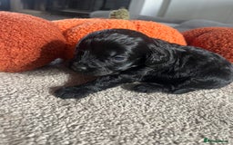 Cavapoo dogs for sale: Beautiful cavapoo puppies 🐾 - Image 10