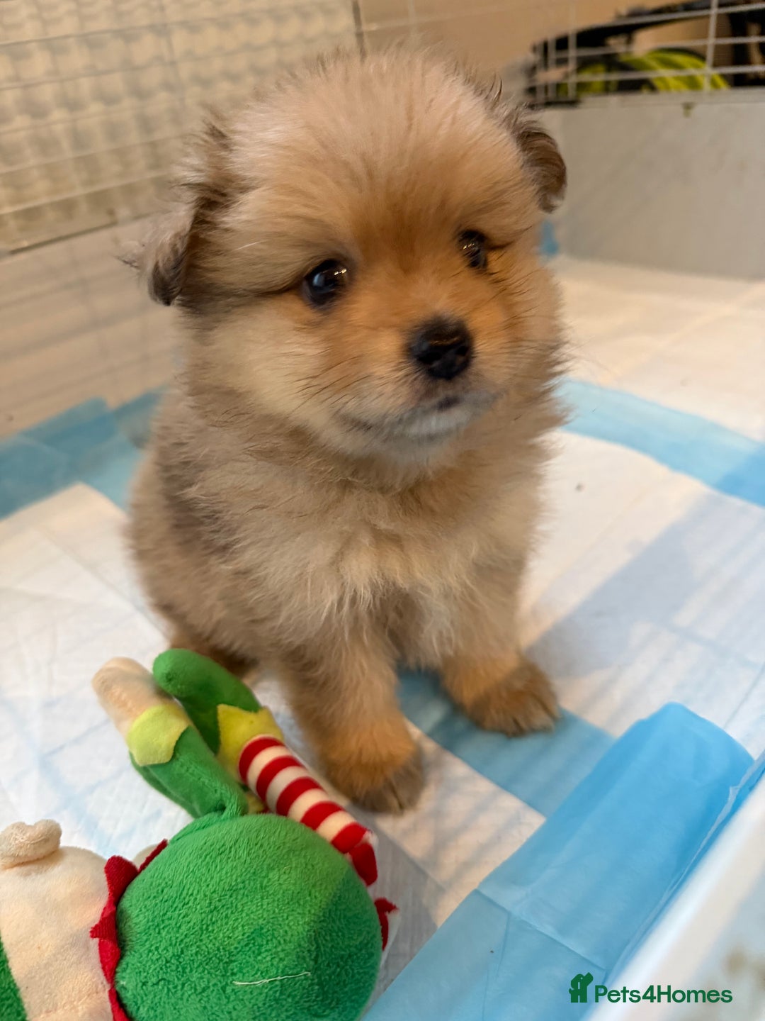 Pomeranian dogs for sale: Pomeranian puppy’s  - Advert 17