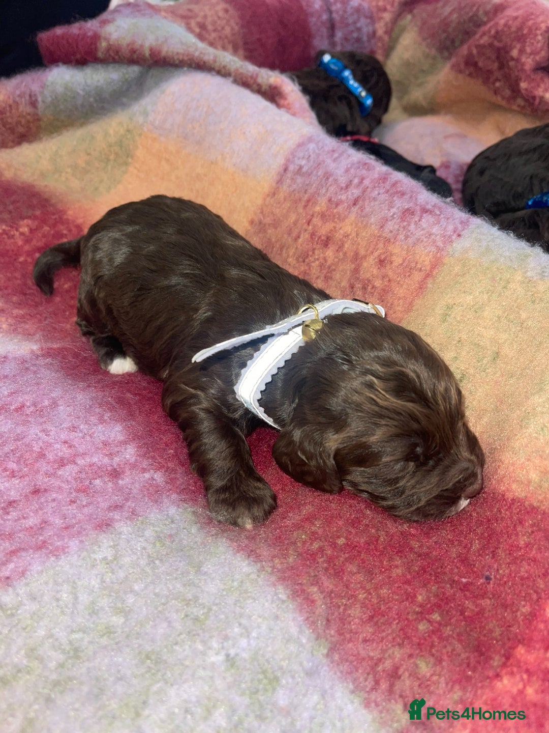 Cockapoo dogs for sale: 7 beautiful cockapoo puppy’s  - Advert 5