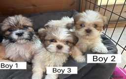Shih Tzu dogs for sale: Four shih tzu boy puppy’s for sale. - Image 16