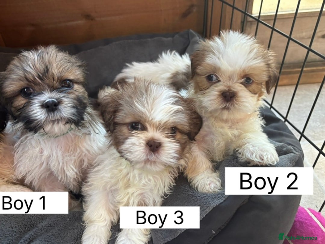 Shih Tzu dogs for sale: Four shih tzu boy puppy’s for sale. - Image 16