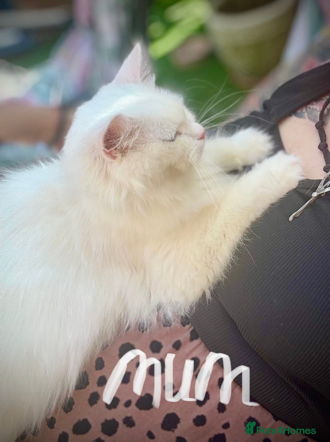 Siberian cats for sale: Pure White Siberian Boy - Image 17