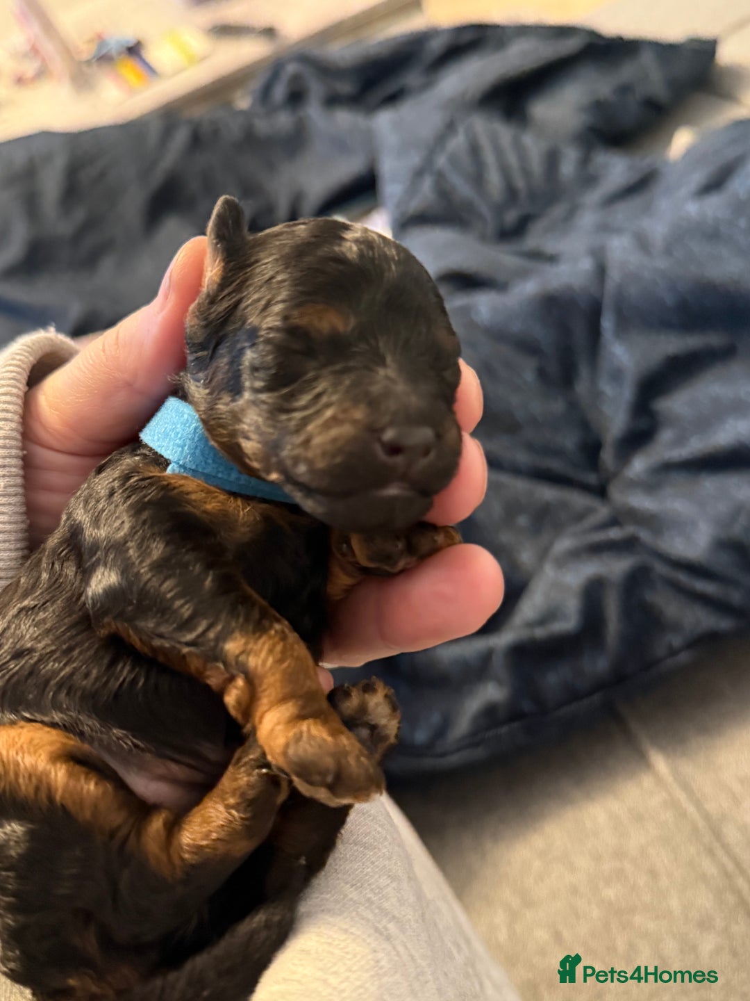 Cockapoo dogs for sale: 3 healthy phantom F1B cockapoo boys for sale  - Image 10