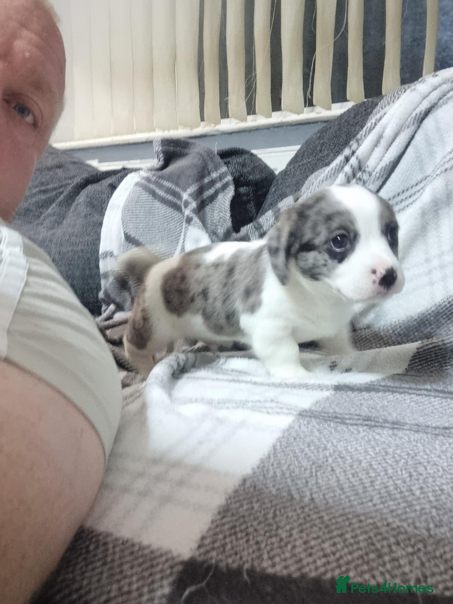 Mixed Breed dogs Jack Russell X Shih Tzu Puppies - Advert 1