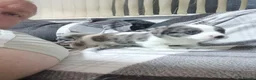 Mixed Breed dogs for sale: Jack Russell X Shih Tzu Puppies - Advert 1