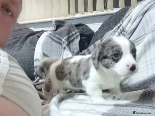 Mixed Breed dogs Jack Russell X Shih Tzu Puppies - Advert 1