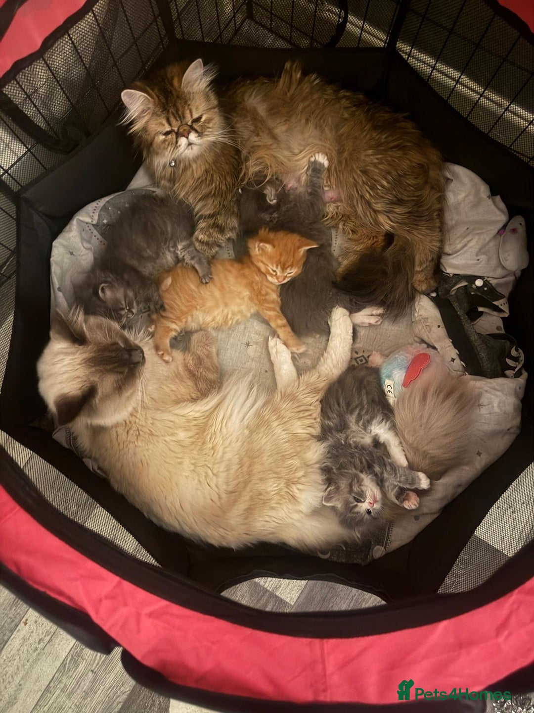 Persian cats for sale: Gorgeous Persian/Ragdoll Kittens 2Males &2Females  - Advert 9