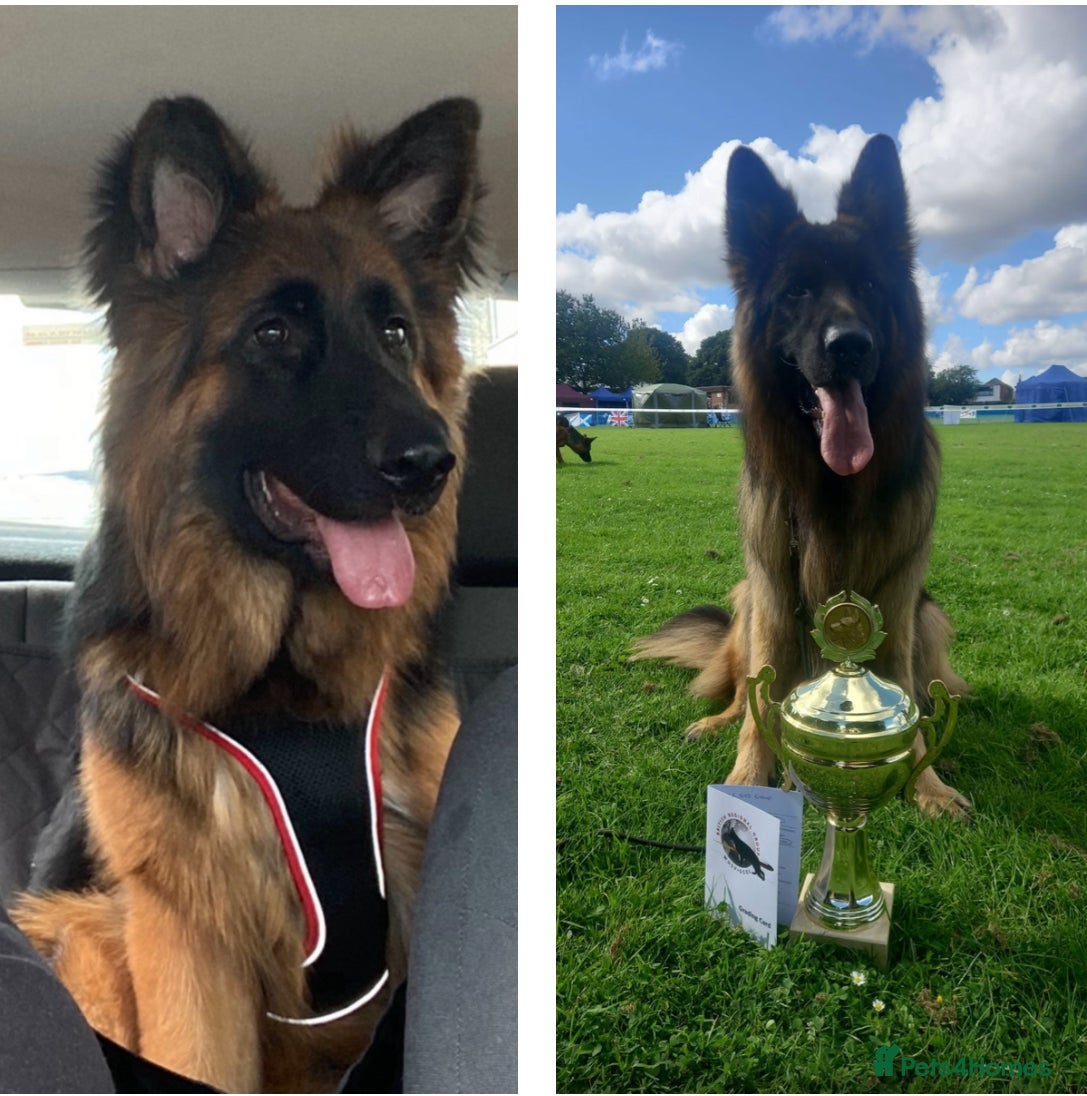 German Shepherd dogs German Shepherd Puppies  - Advert 2