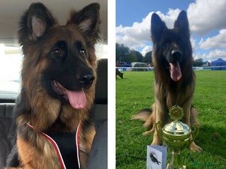 German Shepherd dogs German Shepherd Puppies - Advert 5