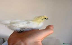 Chickens poultry for sale: Silkies & bantam gold Welbar young  - Image 1