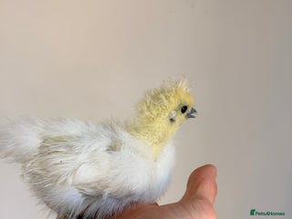 Chickens poultry - Advert 34