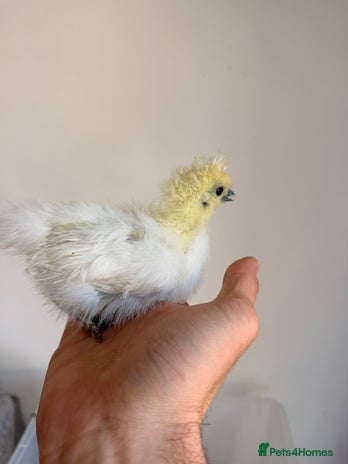 Chickens poultry - Advert 20