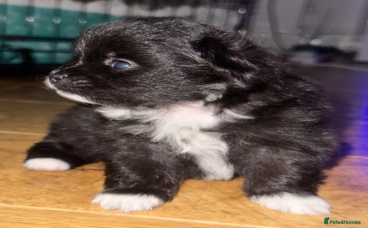 Pomeranian dogs - Advert 4