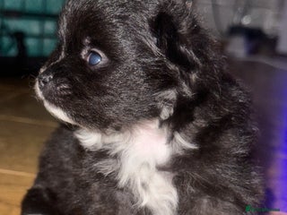 Pomeranian dogs - Advert 3