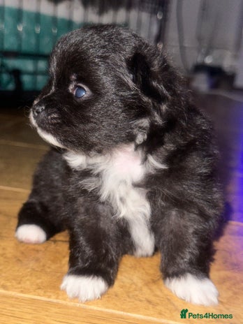 Pomeranian dogs - Advert 4