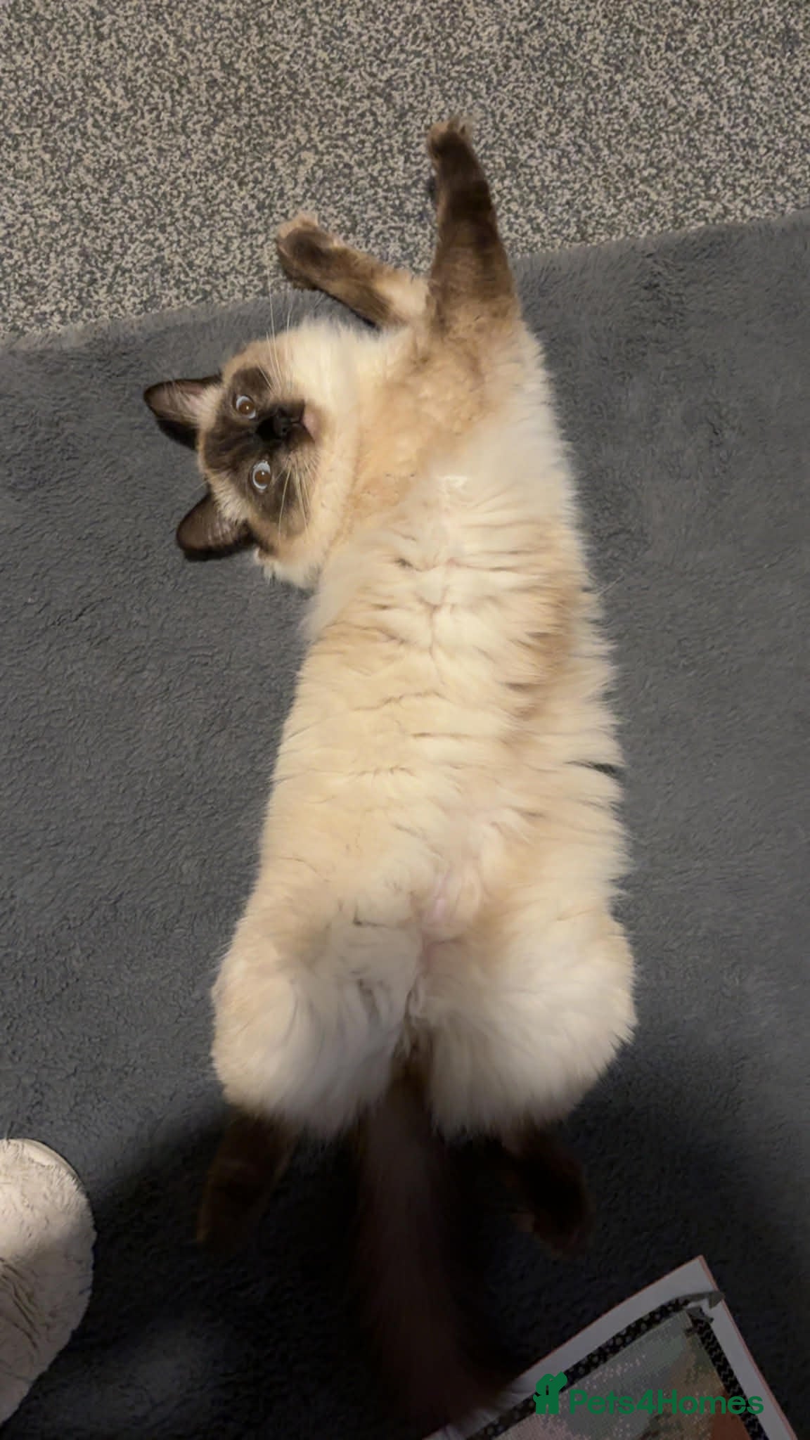Ragdoll cats Male regdoll kitten looking for his forever home  - Advert 2