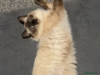 Ragdoll cats Male regdoll kitten looking for his forever home - Advert 2