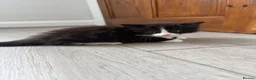 Mixed Breed cats for sale: One female black and white kitten  - Advert 4