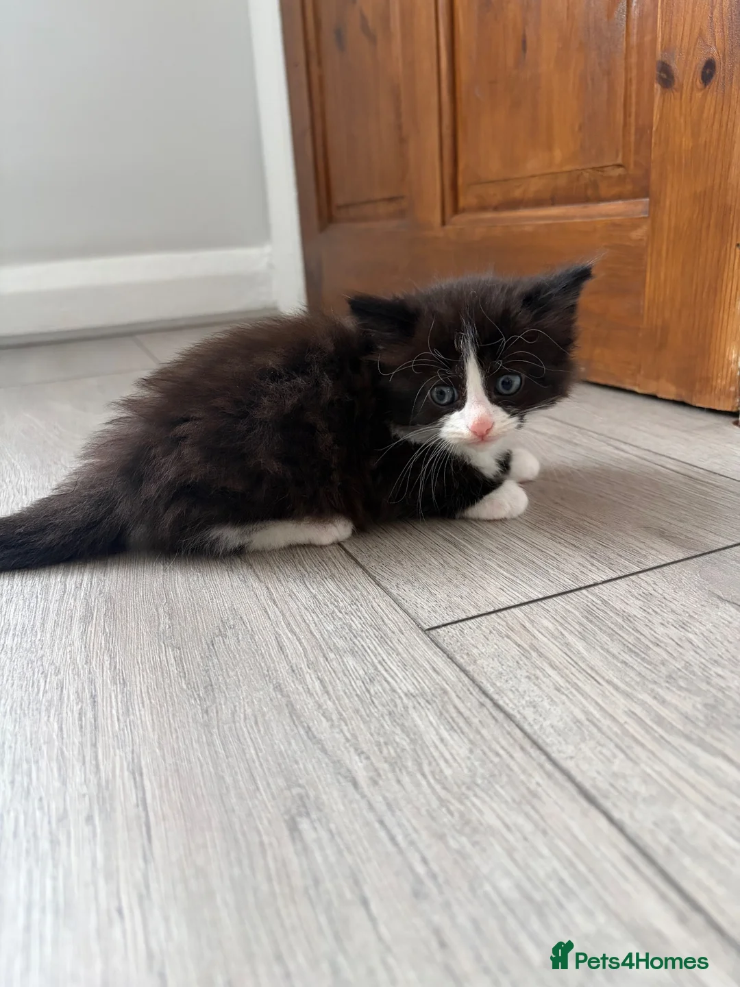 Mixed Breed cats for sale: One female black and white kitten  - Advert 4