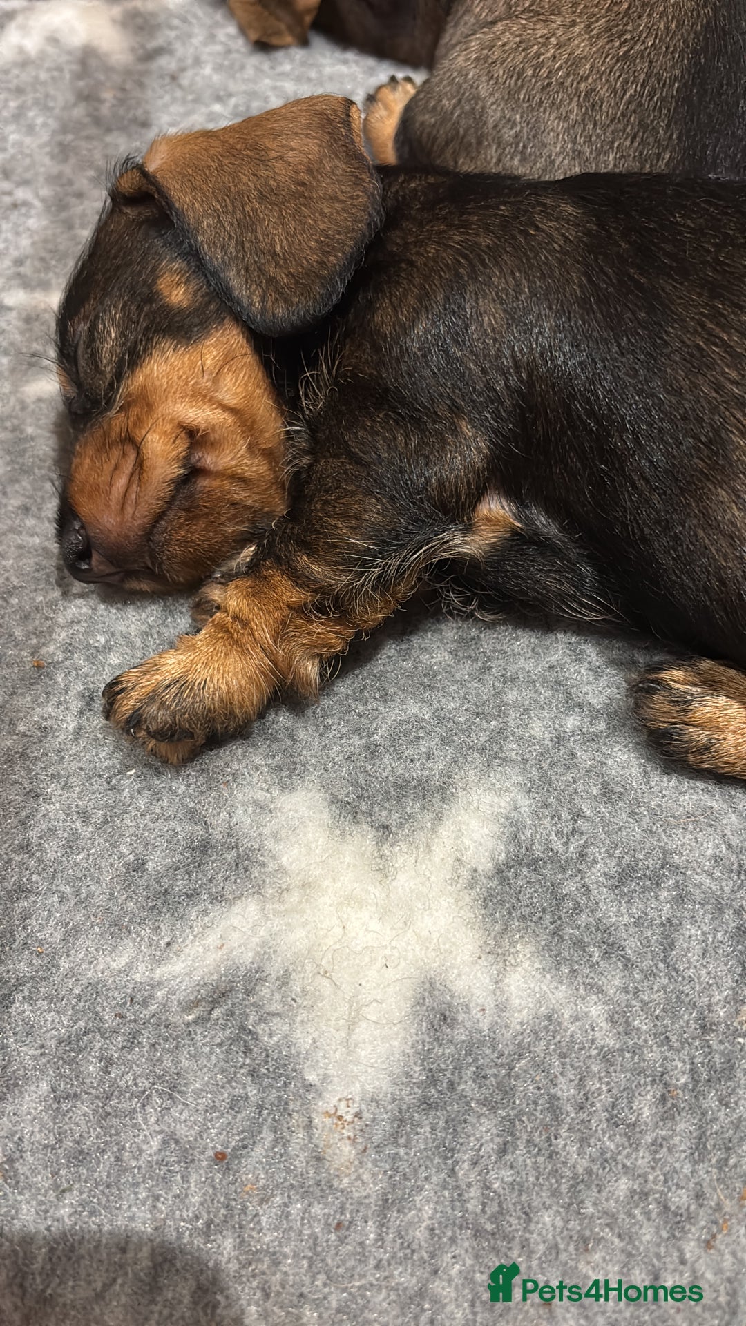 Miniature Dachshund dogs for sale: Miniature Wirehaired Dachshund - Advert 2