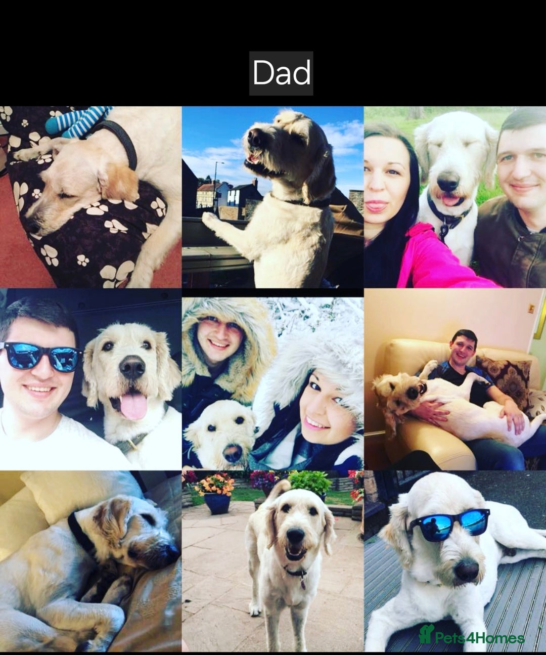 Goldendoodle dogs for sale: Goldendoodle retriever  - Image 17
