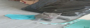 Mixed Breed Kitten 2