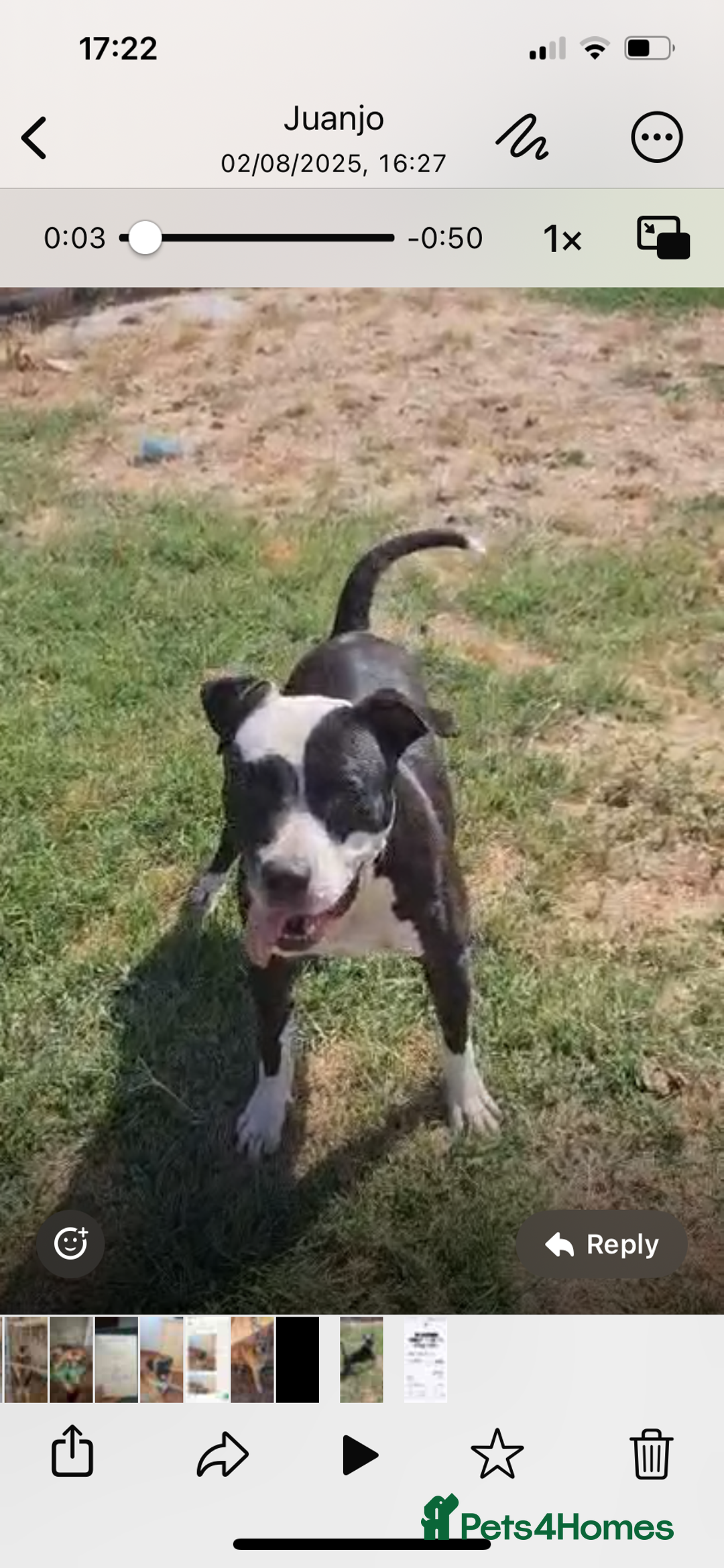 Mixed Breed dogs for adoption: ❤️ HERA the dog with a beautiful heart ❤️ - Image 10