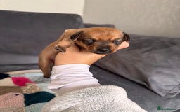 Mixed Breed dogs for sale: Mini dachshund x chihuahua  - Image 4
