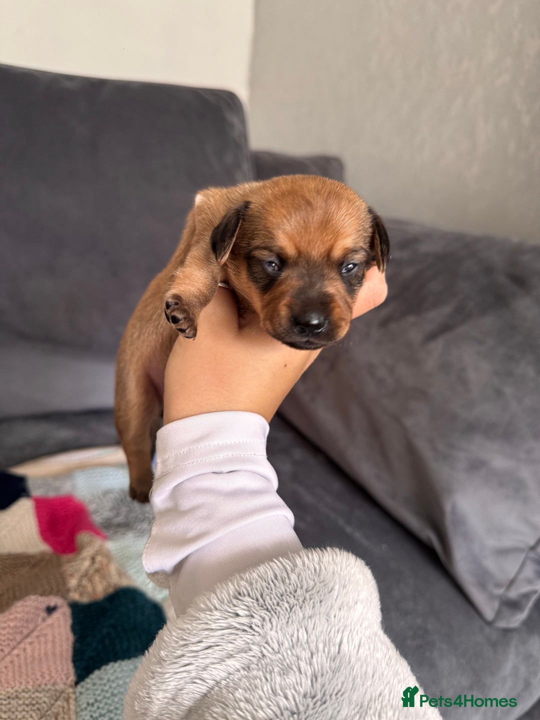 Mixed Breed dogs for sale: Mini dachshund x chihuahua  - Image 4