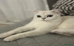 Scottish Fold cats for sale: White Scottish Fold Female looking for loving home - Image 6